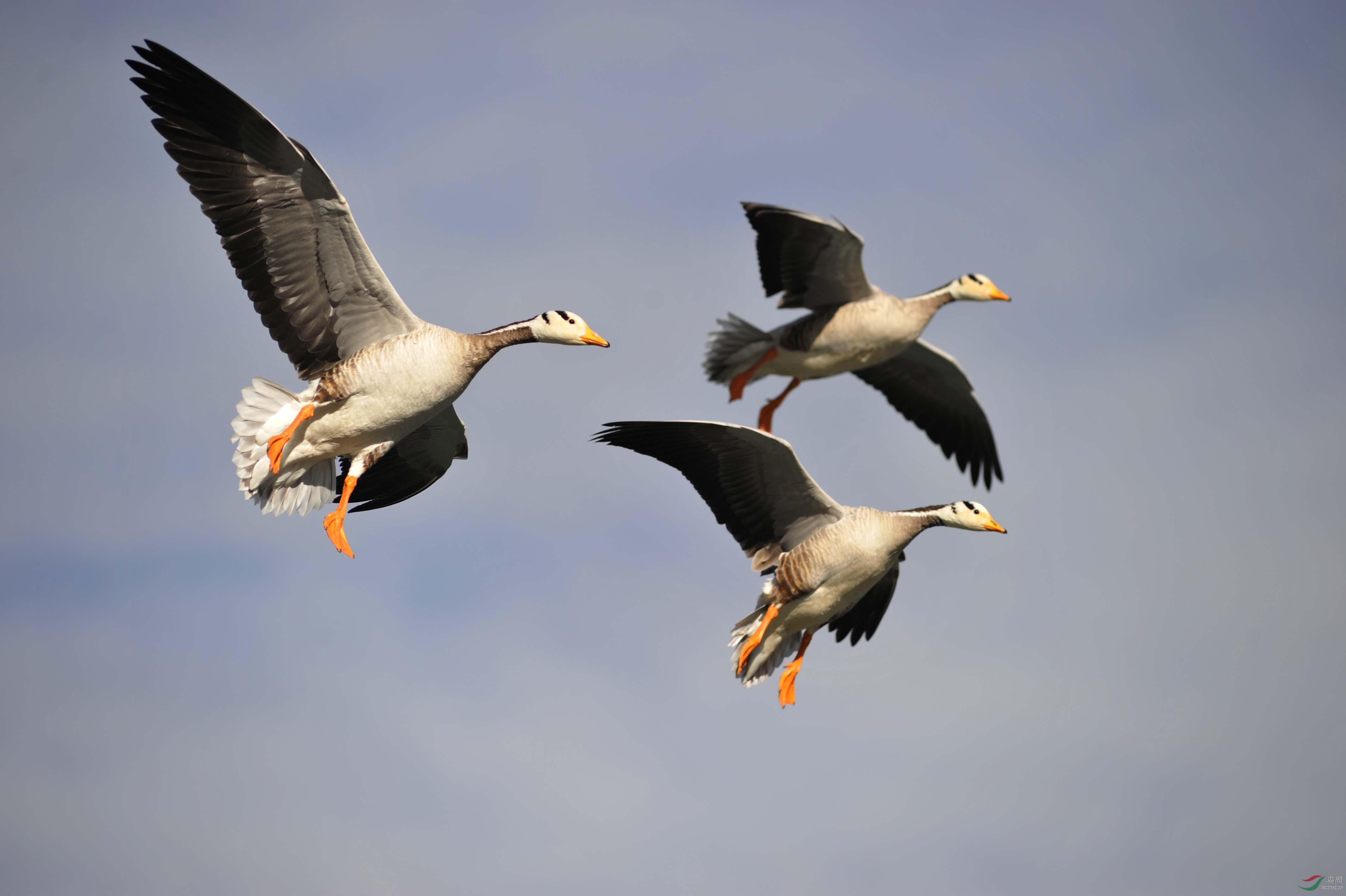 圣城拉萨上空的三只斑头雁