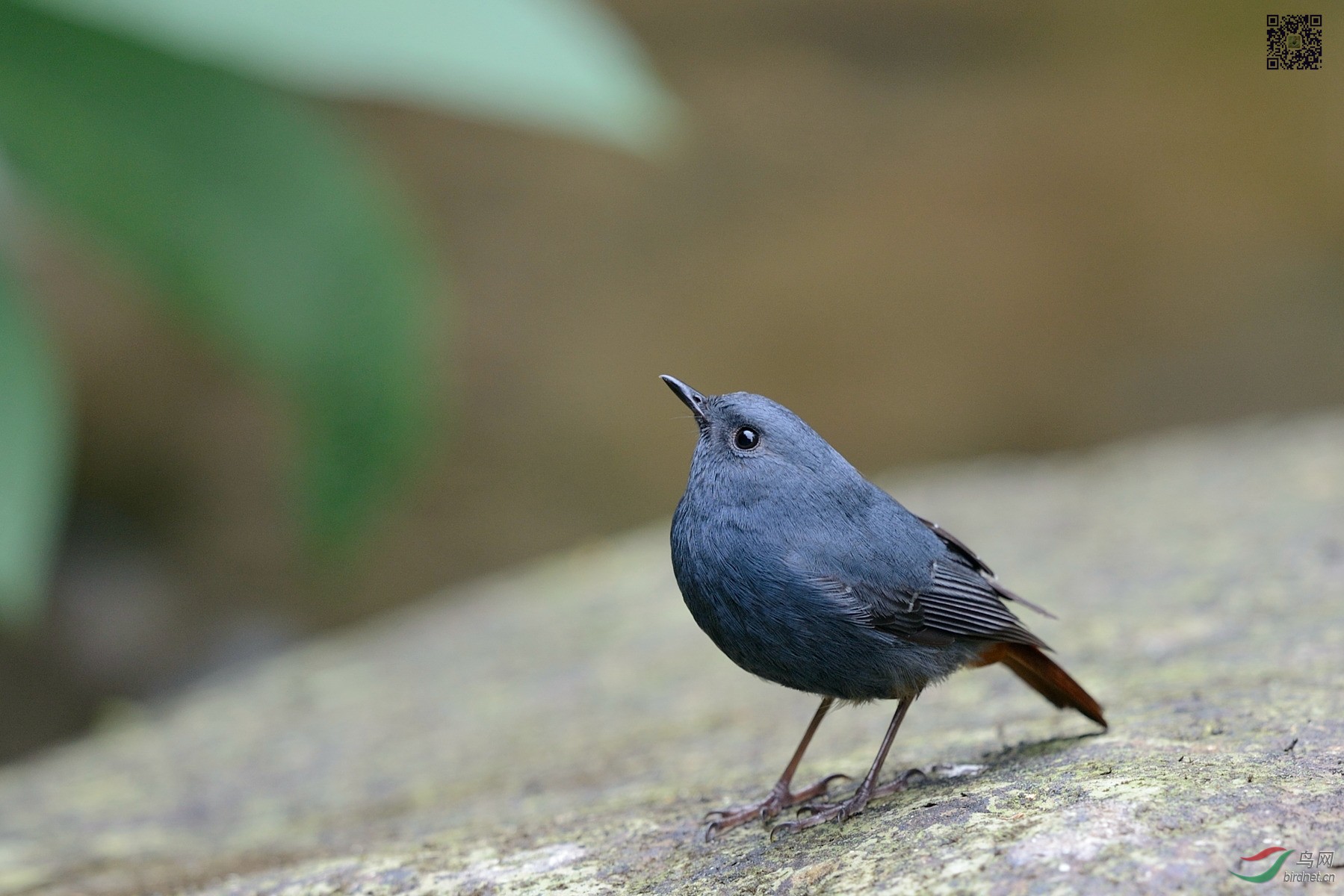 台湾的铅色水鸫