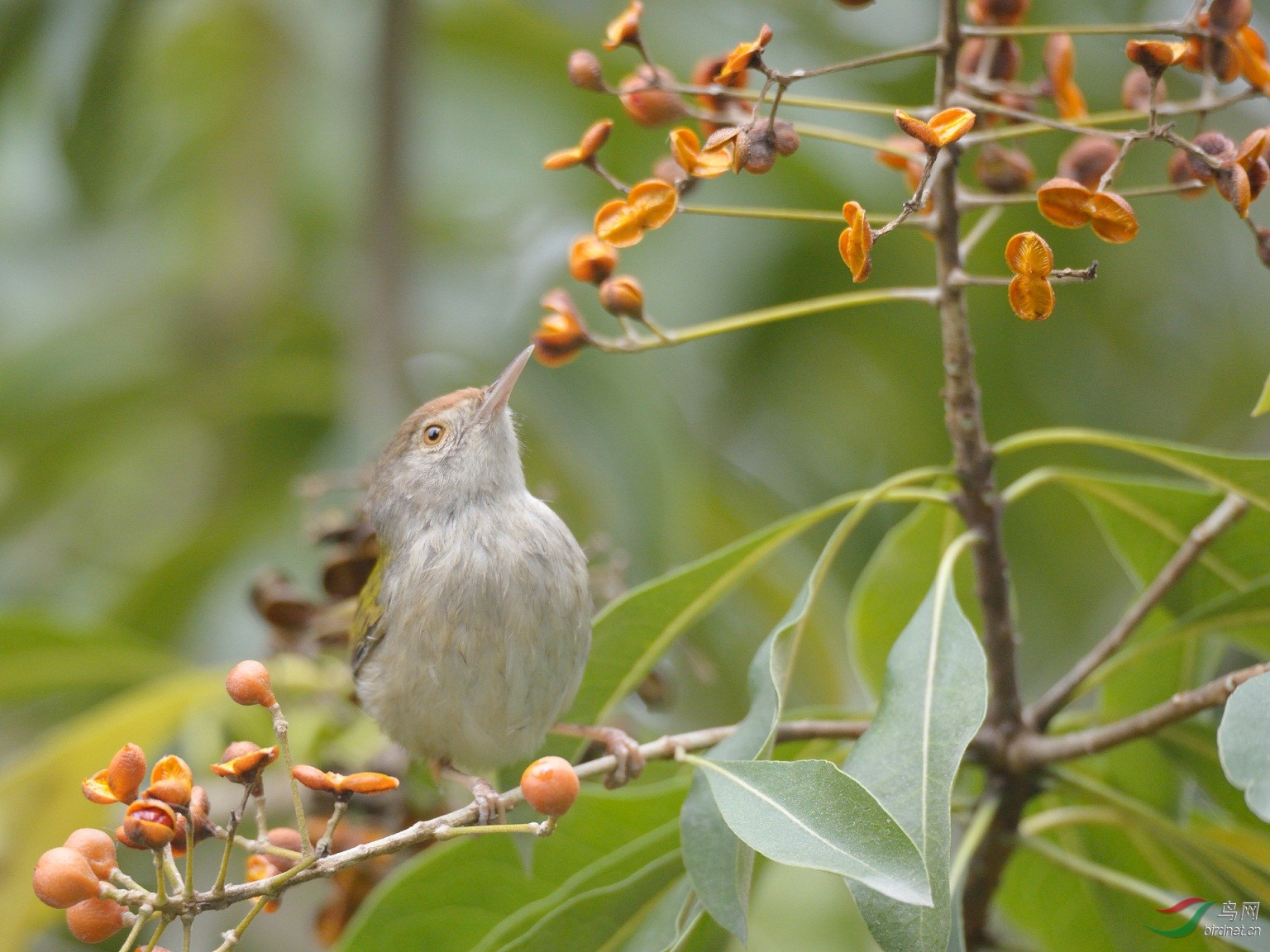长尾缝叶莺(学名: orthotomus sutorius,英文名:common tailorbird)属