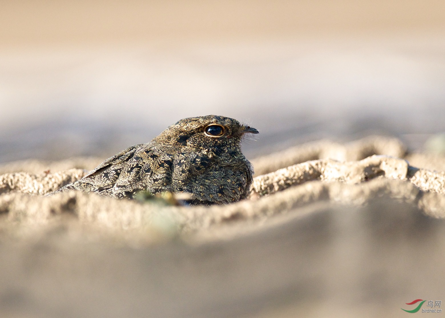 新加坡:草原夜鹰savanna nightjar