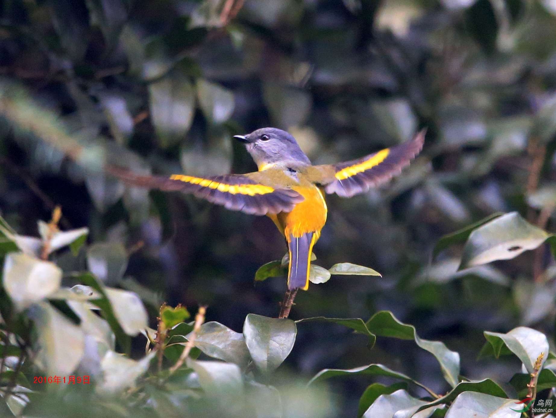 请问这是什么鸟