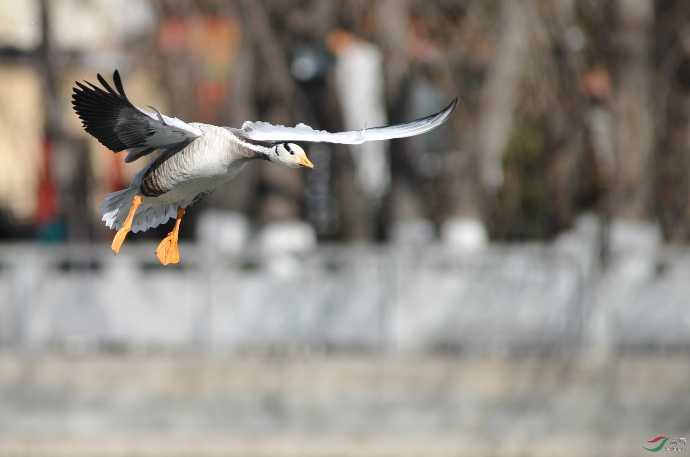 一只斑头雁的降落(二)