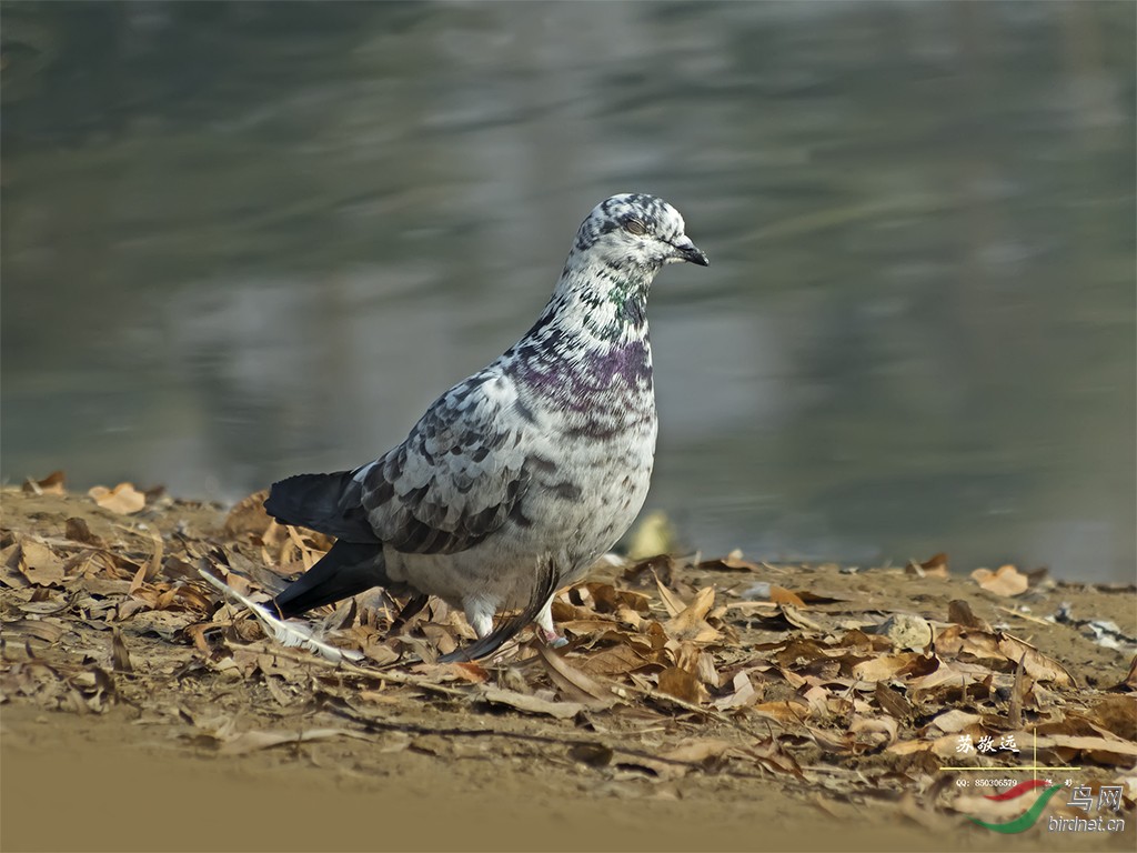 DSCF1816СС.jpg