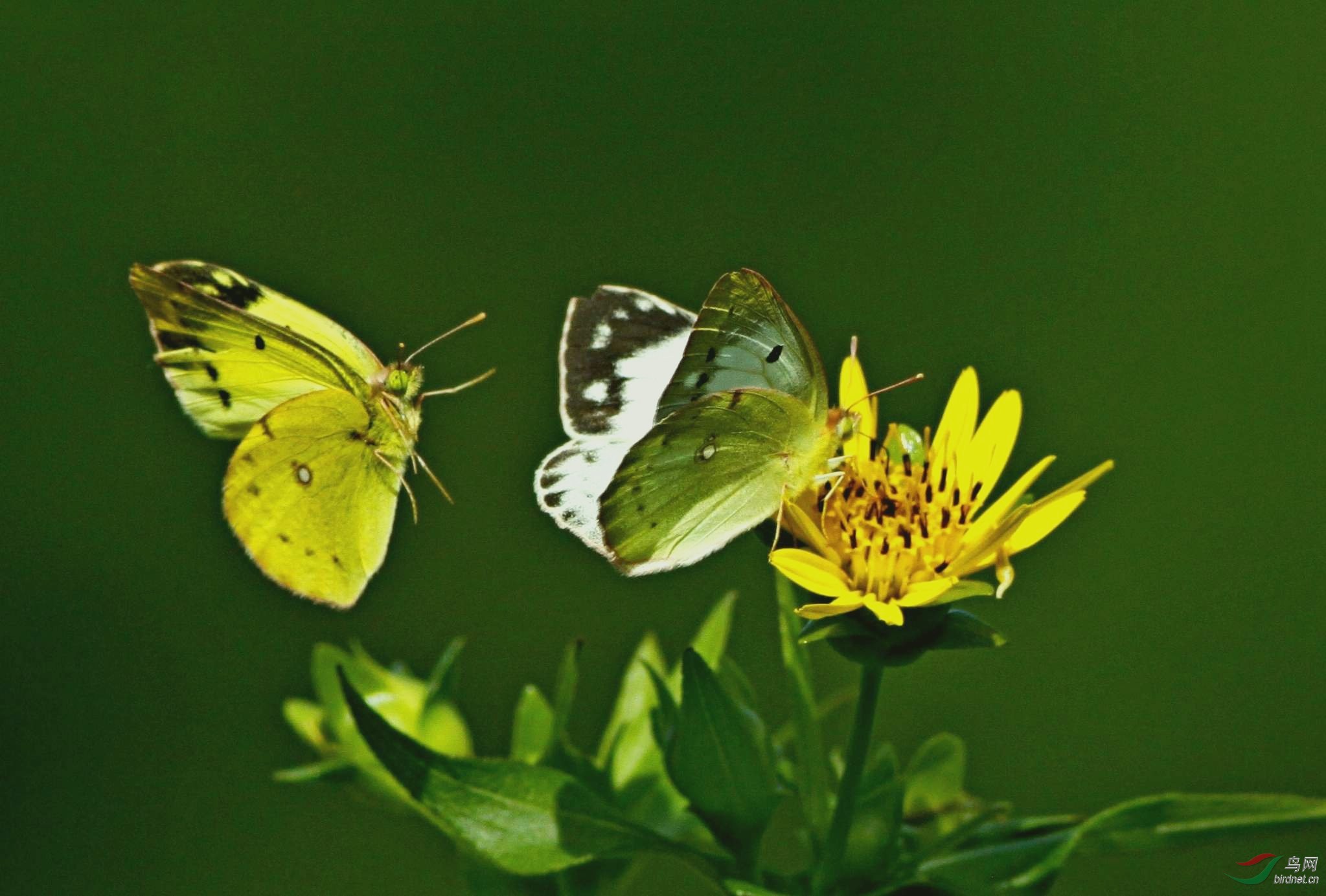 一对夫妻鸟和一对蝴蝶