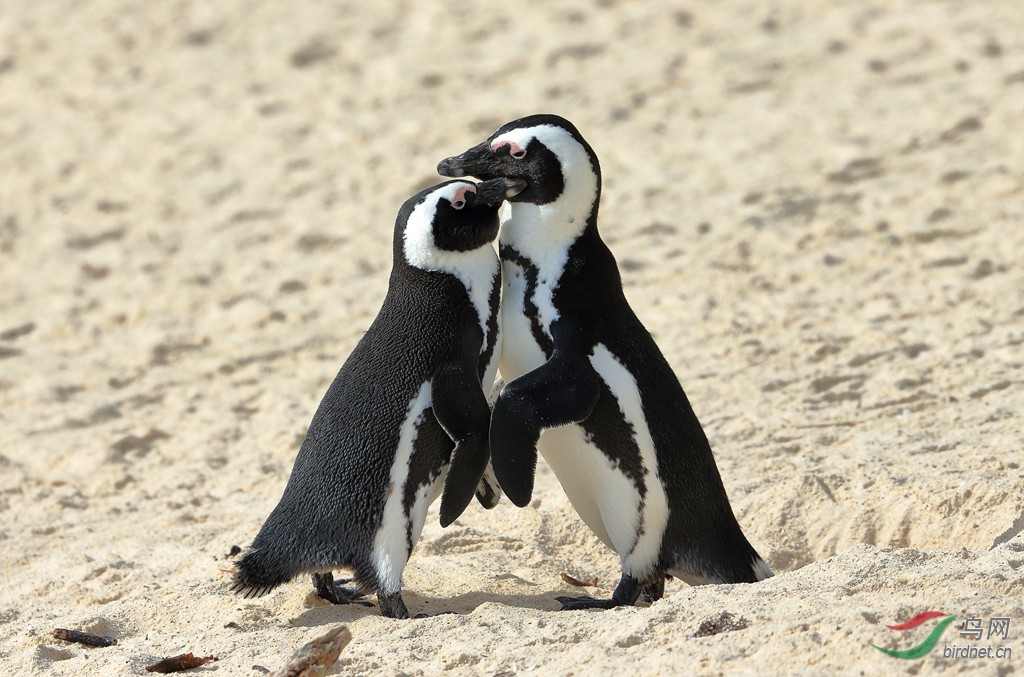 南非企鹅jackass penguin.jpg