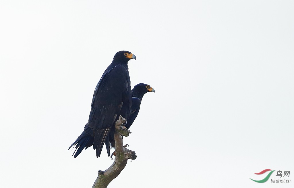 (南非鲣鸟)春之舞——2015年南非拍鸟记