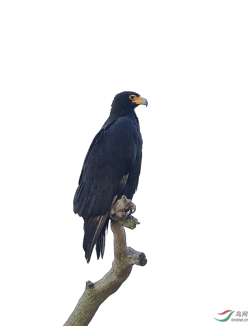 (南非鲣鸟)春之舞——2015年南非拍鸟记