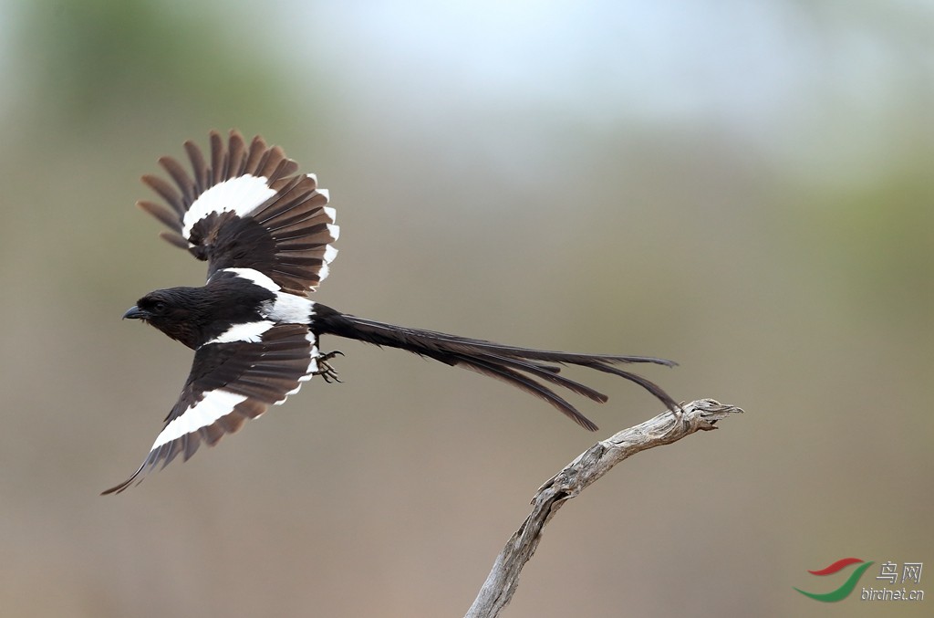 白肩鹊鵙magpie shrike.jpg