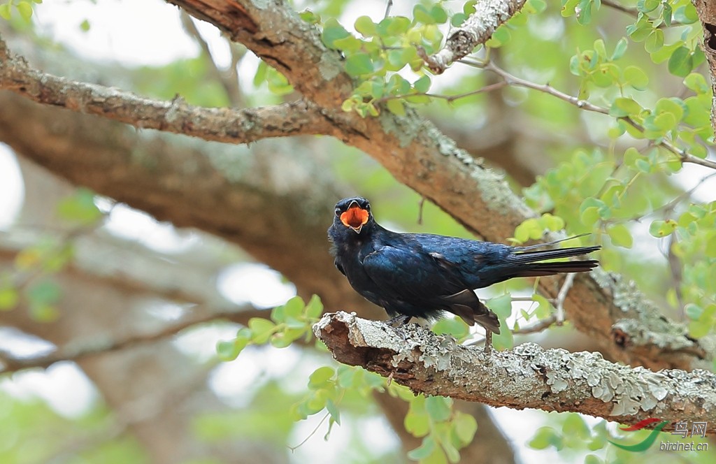 黑鹃鵙black cuckooshrike.jpg