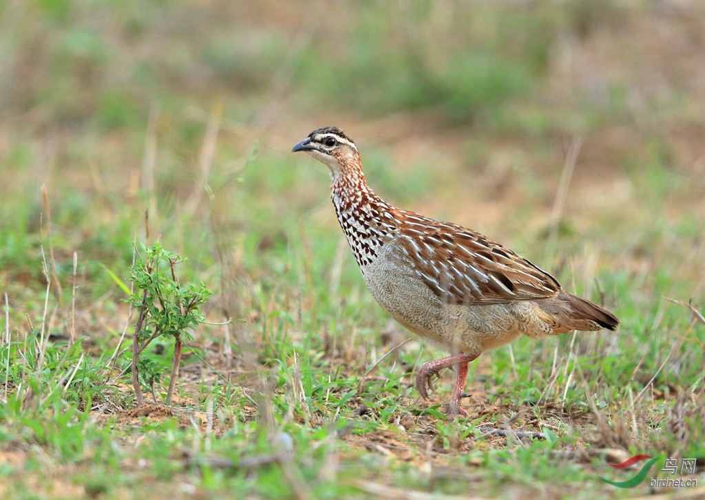 西鹌鹑common quail.jpg