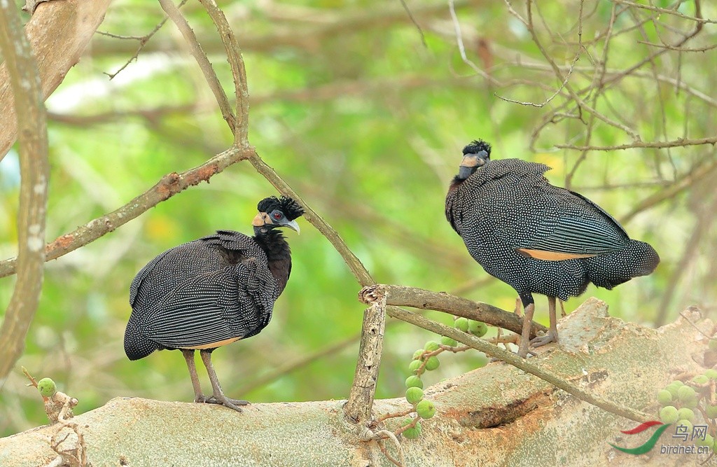 冠珠鸡crested guineafowl.jpg