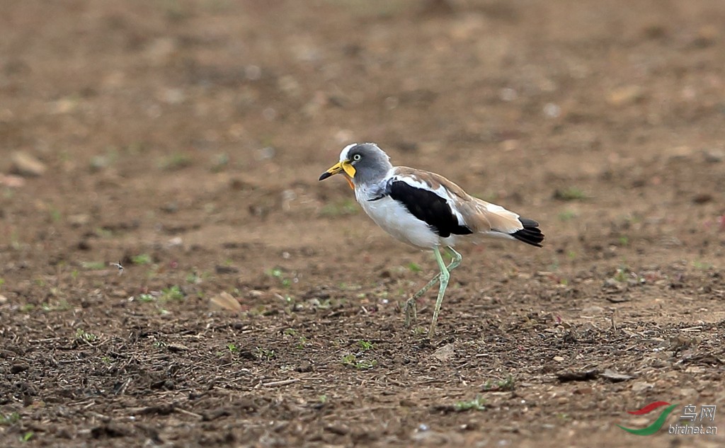 白头麦鸡white-headed lapwing.jpg
