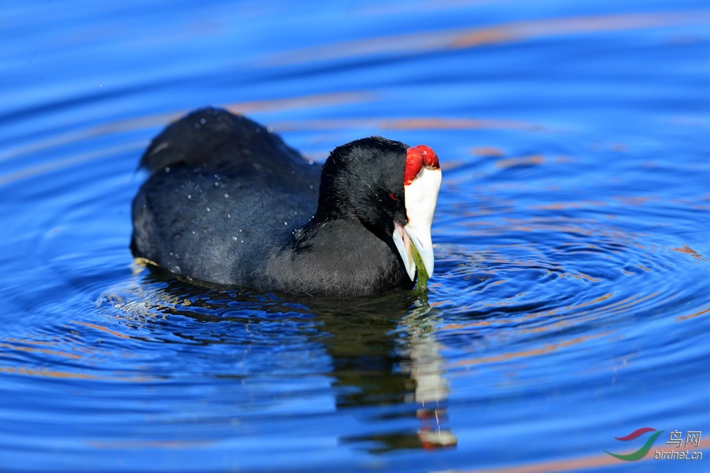 红瘤白骨顶red-knobbed coot.jpg