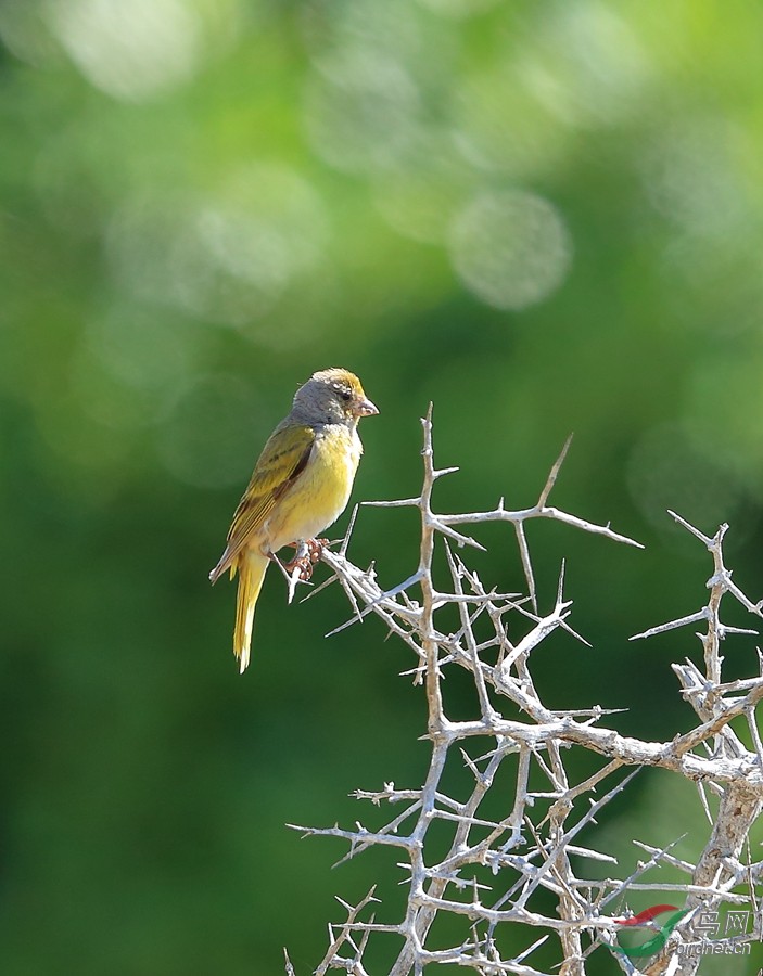 海角丝雀cape siskin.jpg