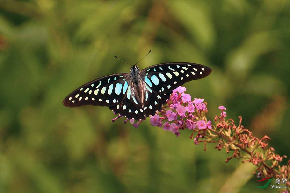 蝶恋花银钩青凤蝶