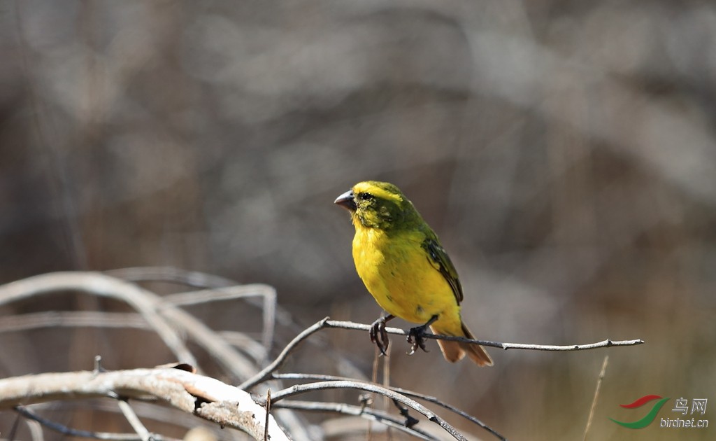 南非鲣鸟春之舞2015年南非拍鸟记