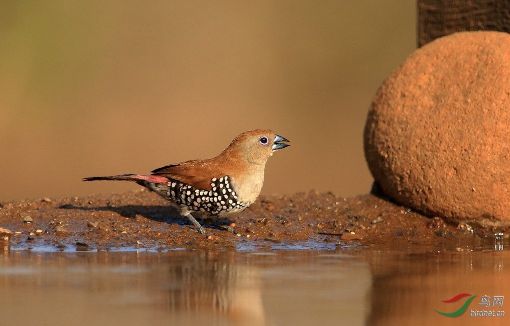 玫胸斑雀pink-throated twinspot雌.jpg