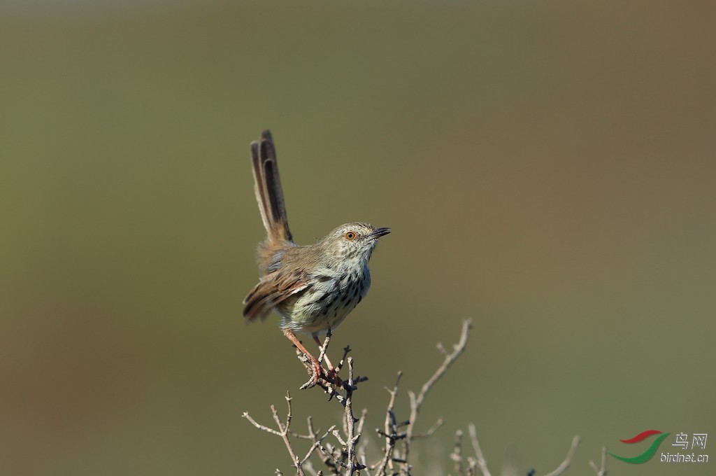南非鲣鸟春之舞2015年南非拍鸟记