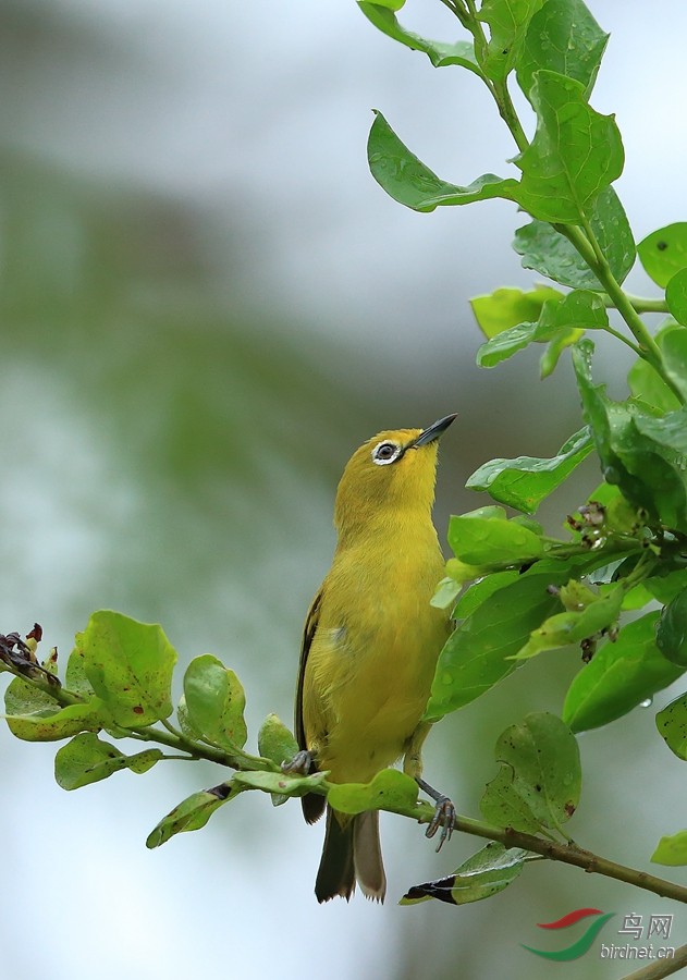 黄绣眼鸟african yellow white-eye.jpg