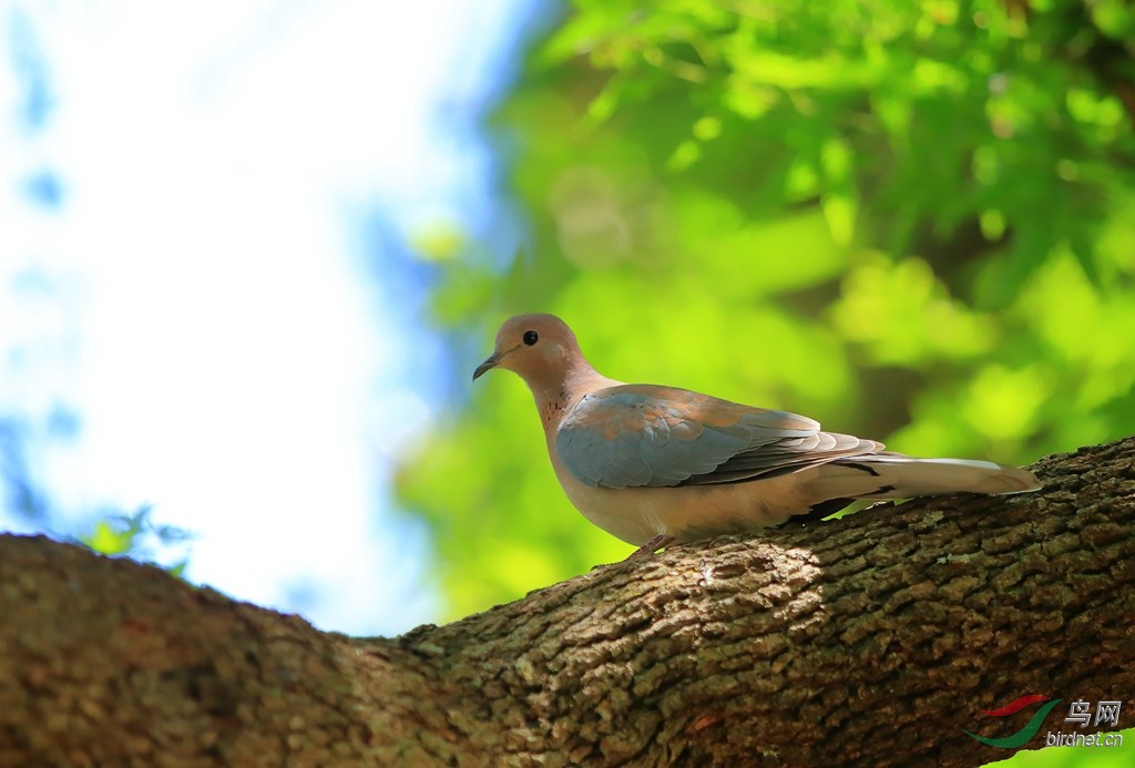 棕斑鸠laughing dove.jpg