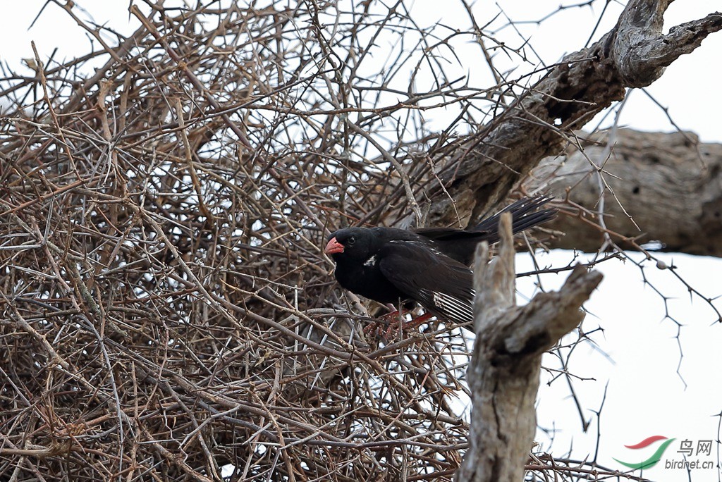 红嘴牛文鸟red-billed buffalo-weaver.jpg