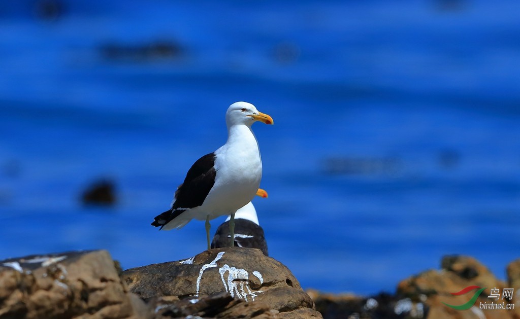 黑背鸥kelp gull.jpg