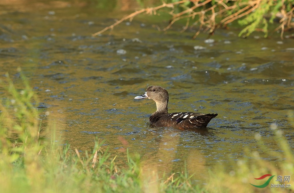 非洲黑鸭african black duck.jpg