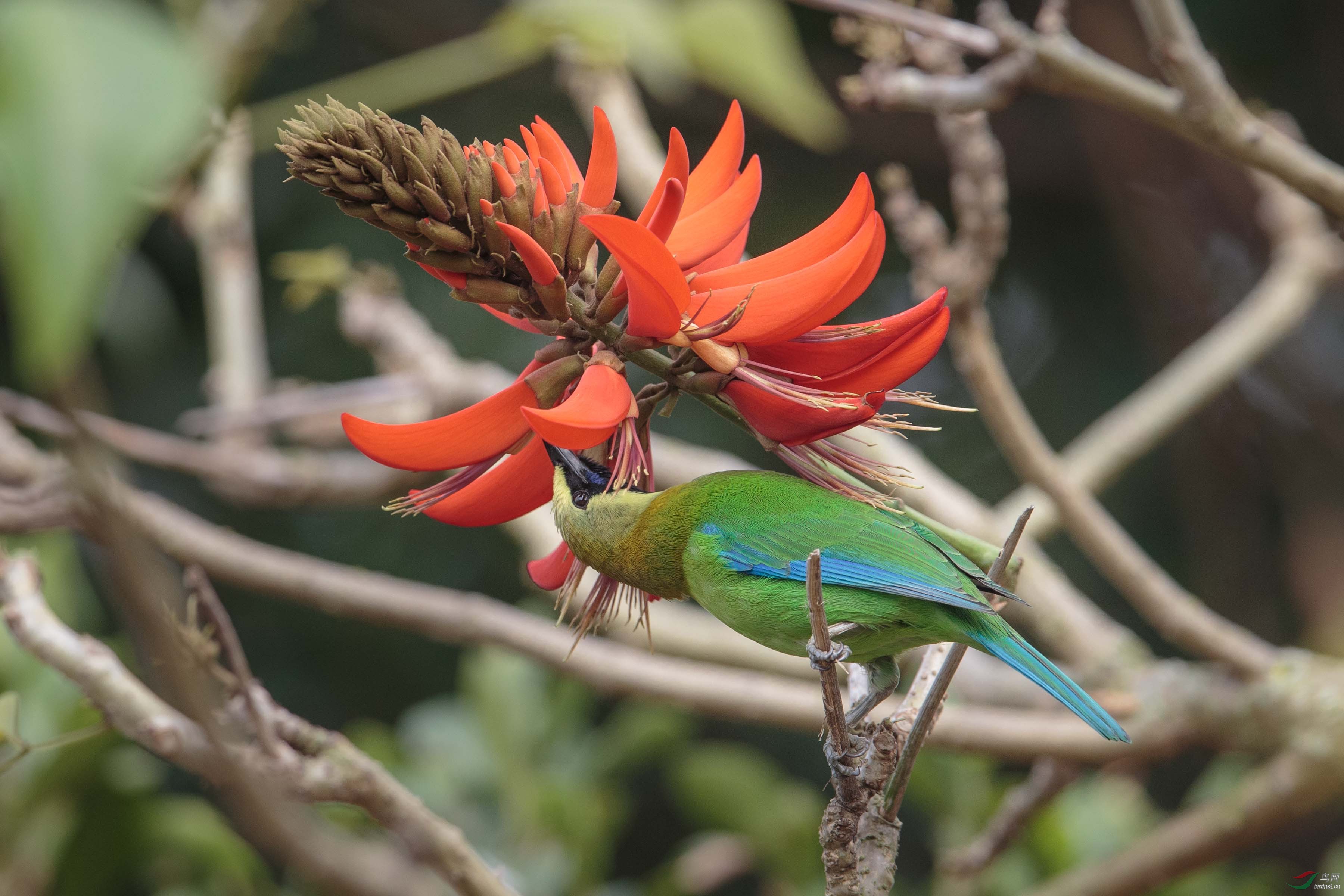 蓝翅叶鹎 blue-winged leafbird