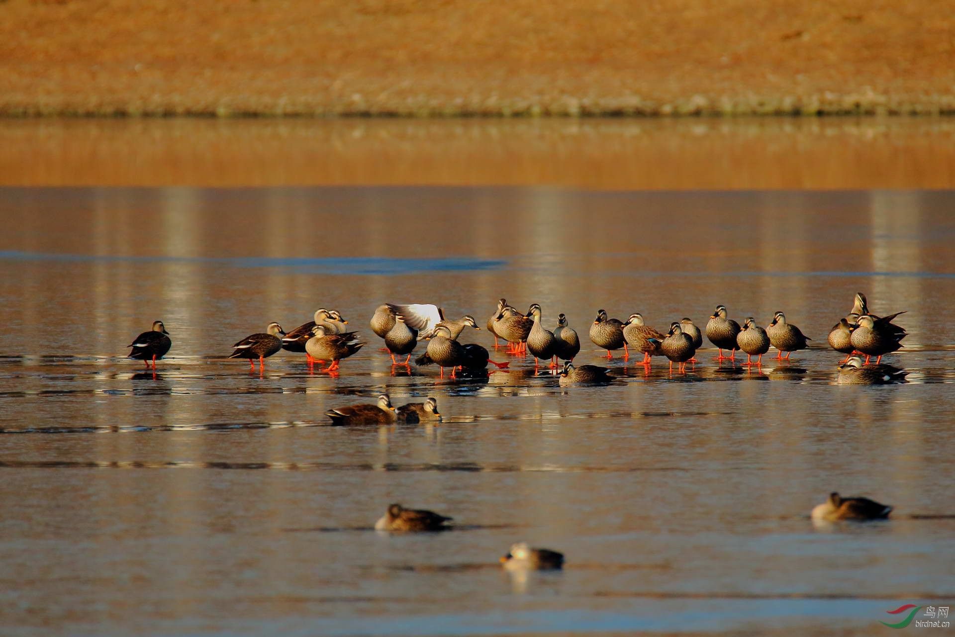 大运河冰面上的鸭群点击看大图