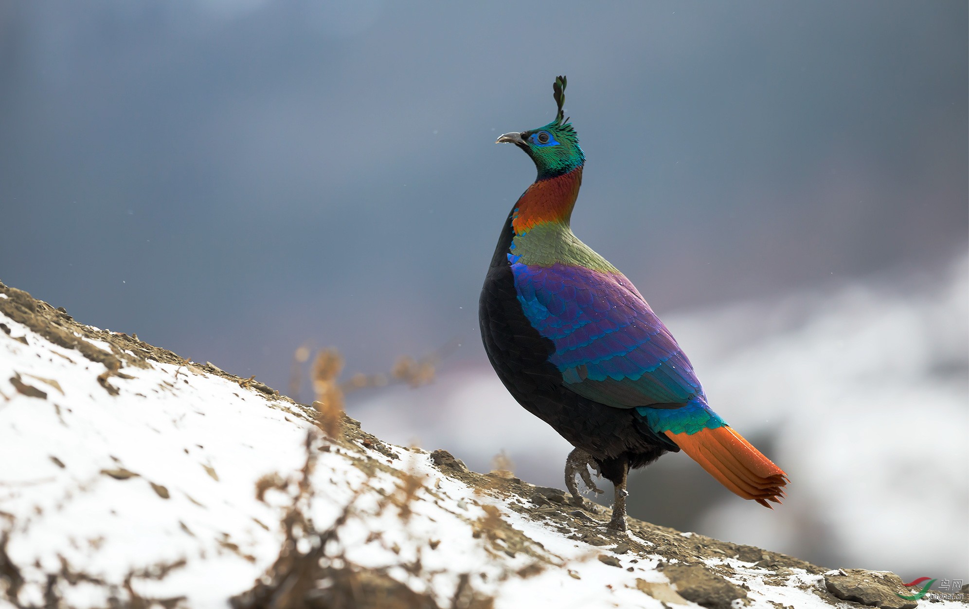 血雉2015西藏拍雉