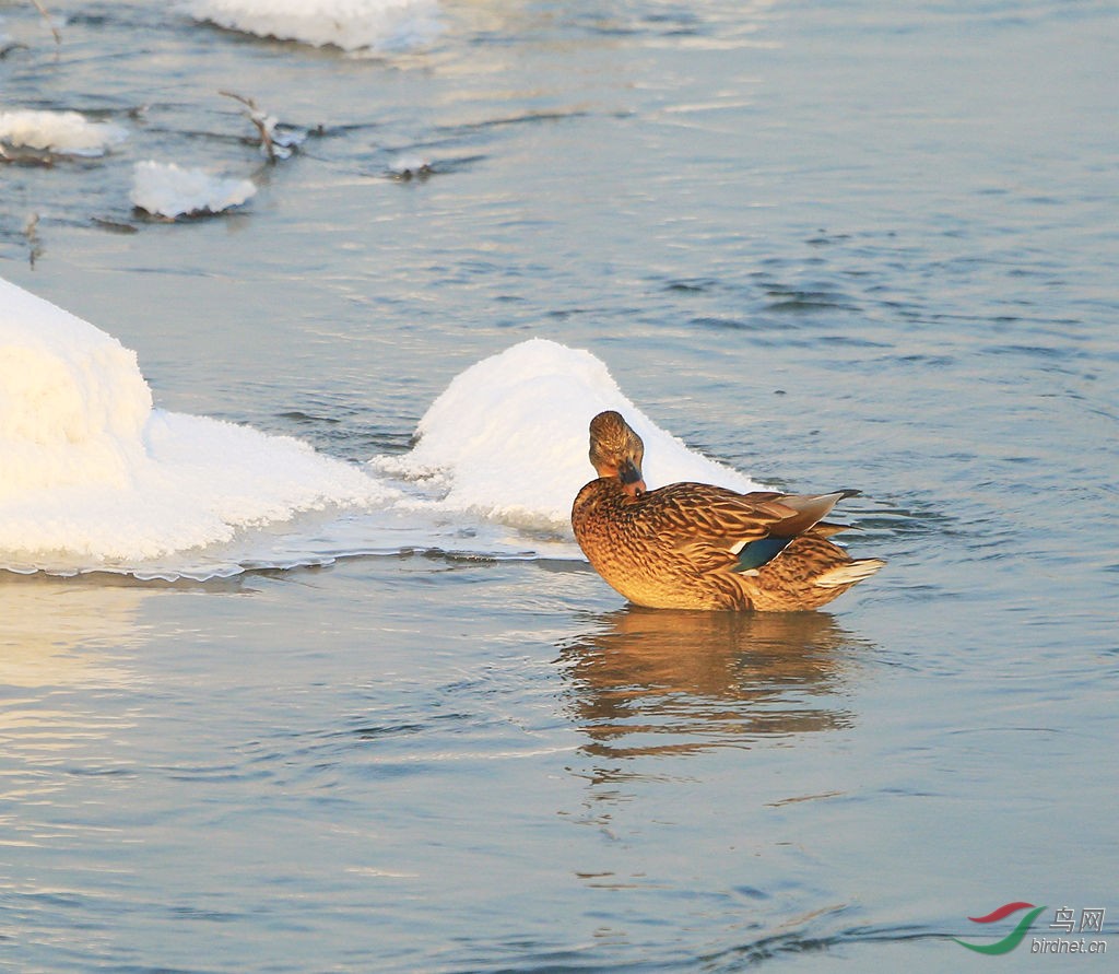 在哈尔滨过冬的野鸭