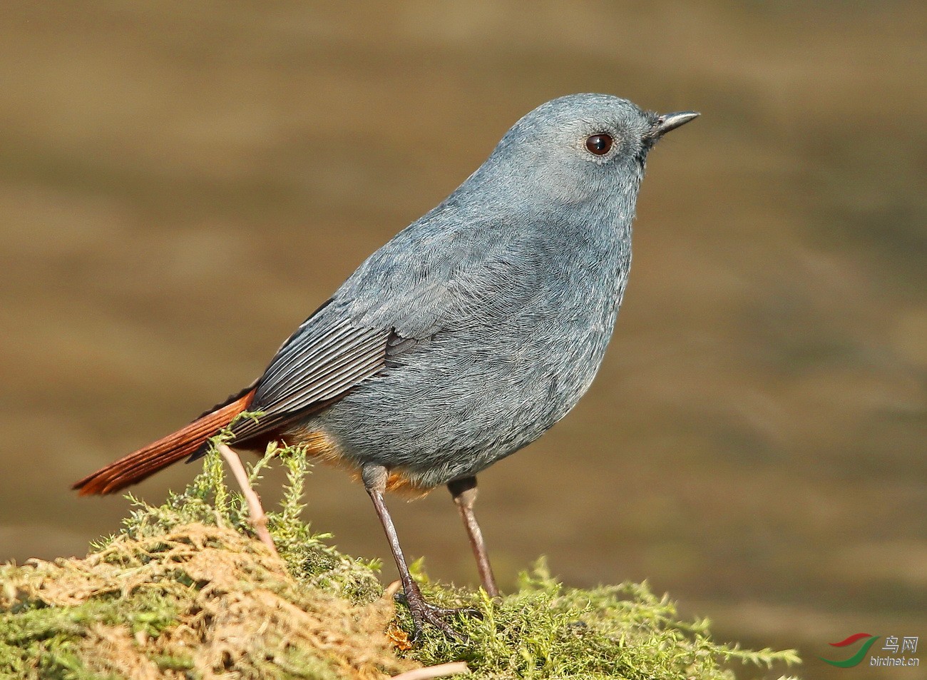 区 69 福建版 fujian 69 红尾水鸲 红尾水鸲(学名: rhyacornis