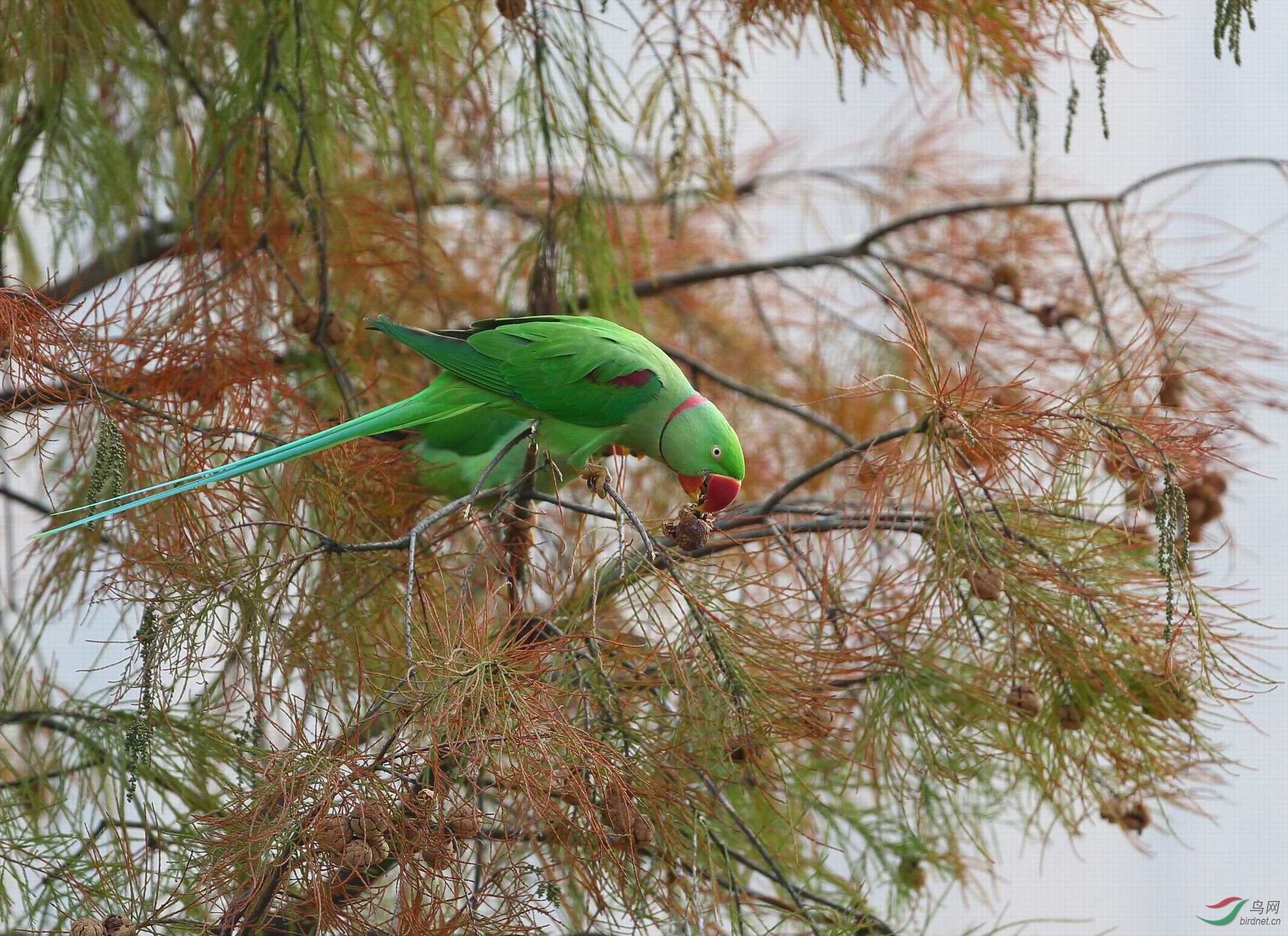 食果果----亚历山大鹦鹉