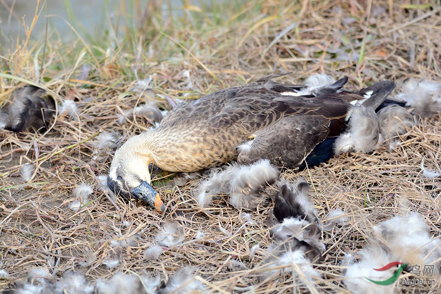死亡的野鸭.