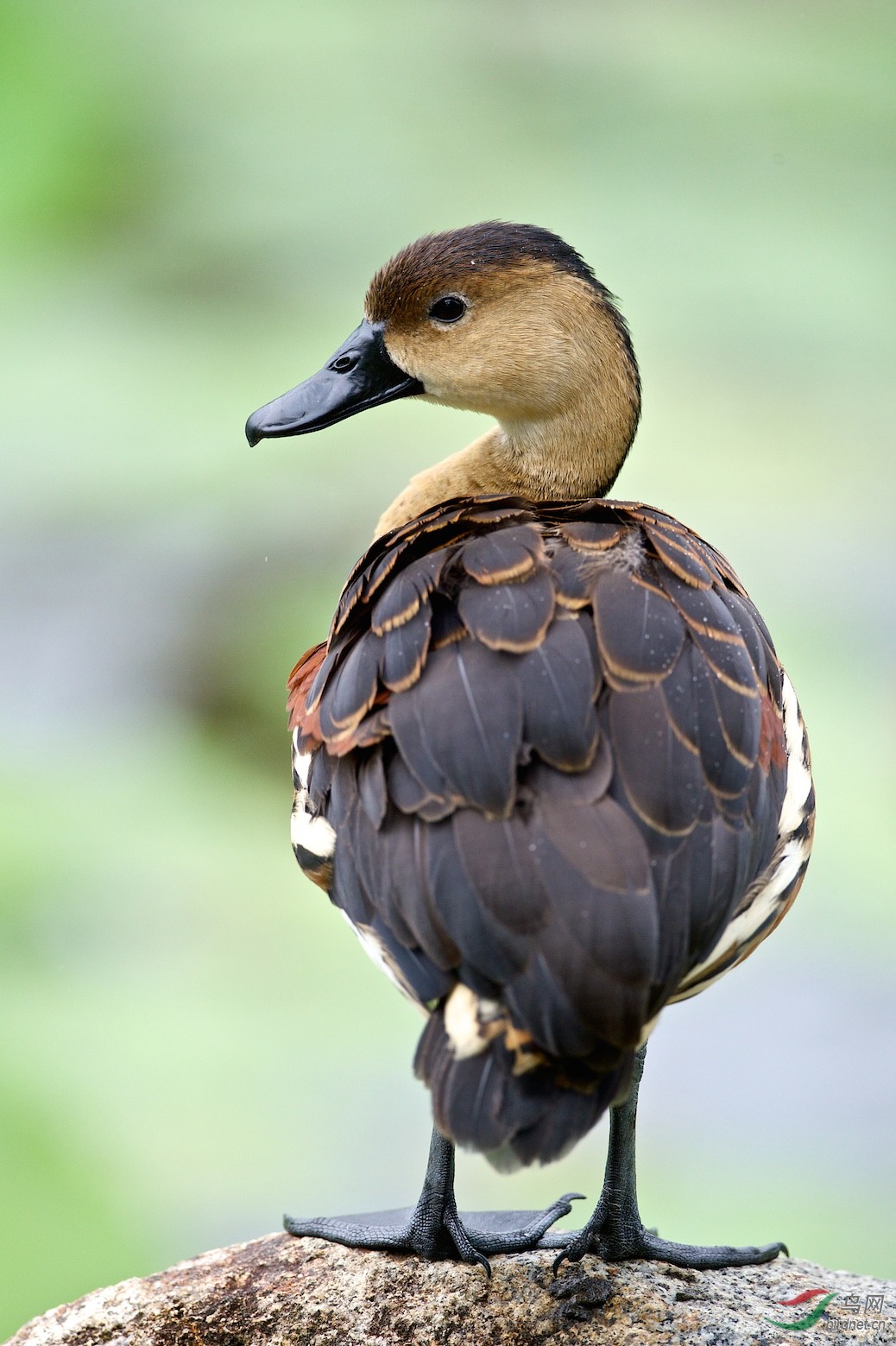 栗树鸭(学名:dendrocygna javanica)