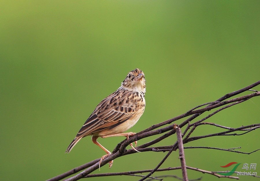 会唱歌的百灵鸟