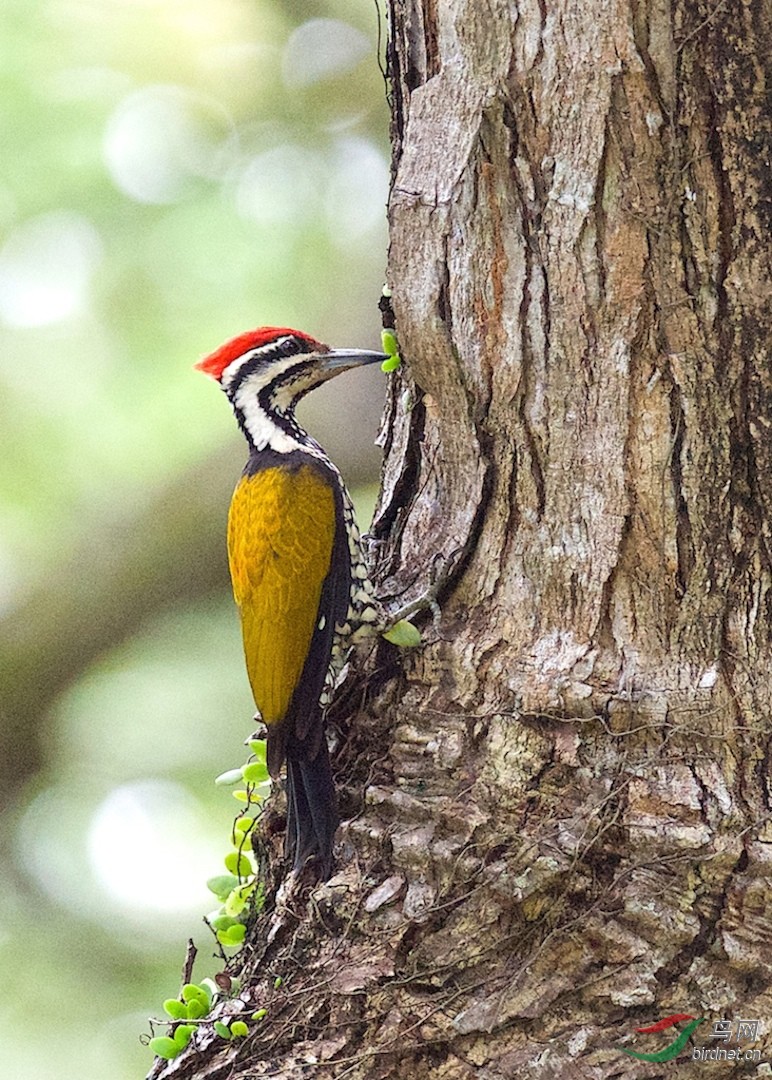 金背三趾啄木鸟 common flameback