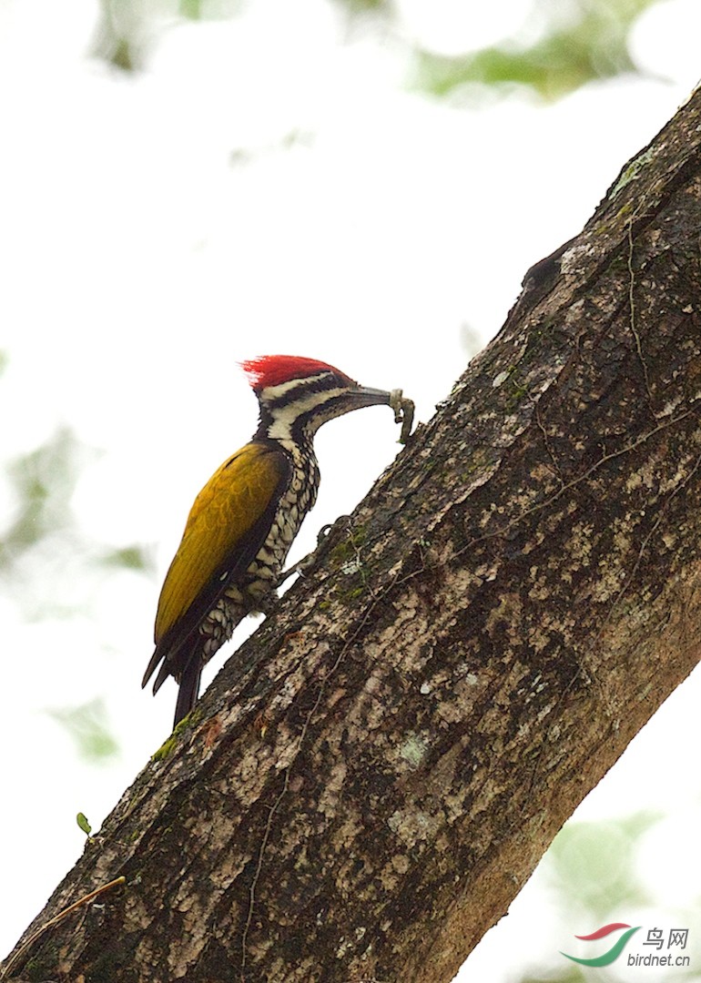 金背三趾啄木鸟 common flameback