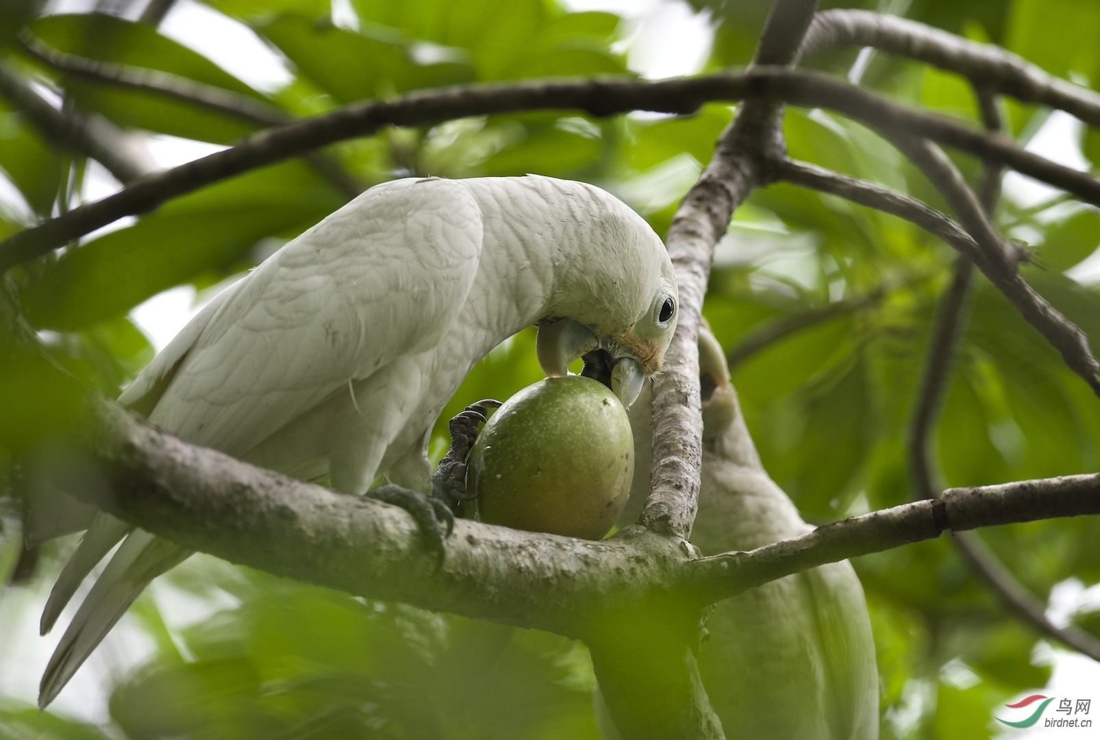 戈芬氏凤头鹦鹉学名cacatuagoffiniana吃果果