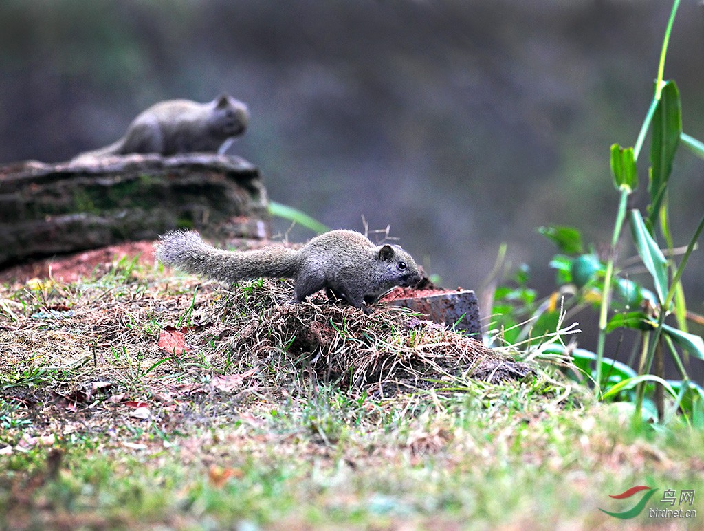 高黎贡山上的小松鼠 