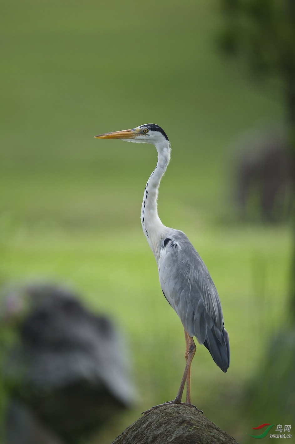新加坡:苍鹭(学名:ardea cinerea)又称灰鹭