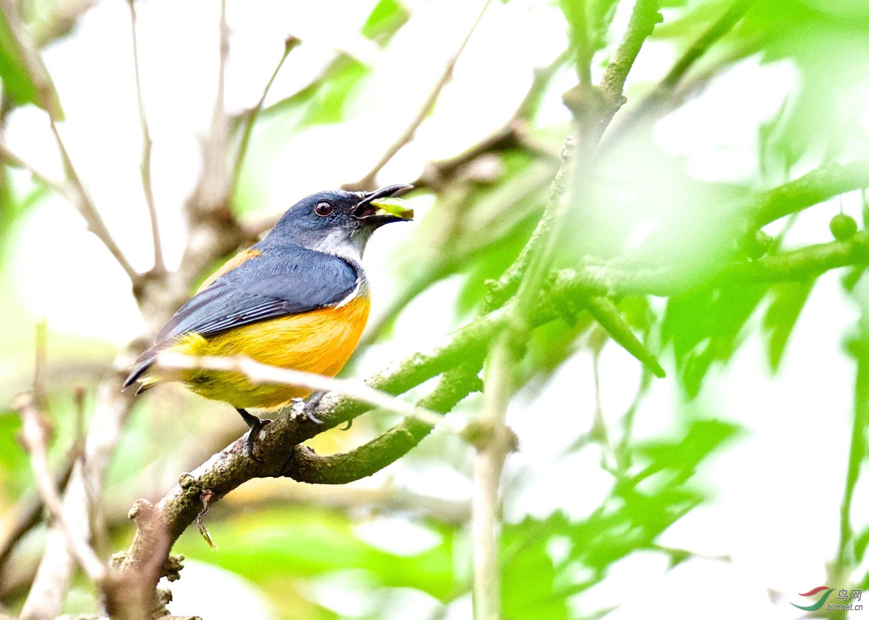 橙腹啄花鸟 orange-bellied flowerpecker 雄鸟