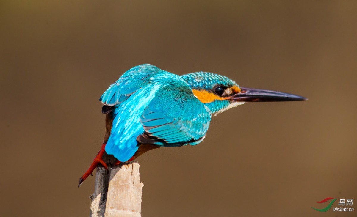 《望》 - 广东版 guangdong 鸟网