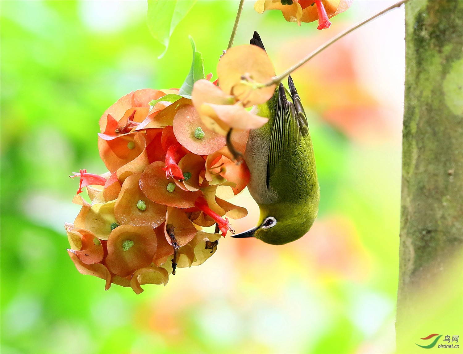 繡眼鳥