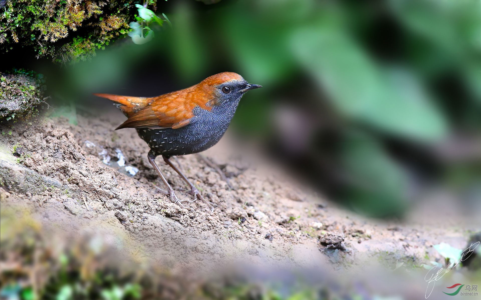 【每日一拍】之《世界上最小鸫-栗背短翅鸫》