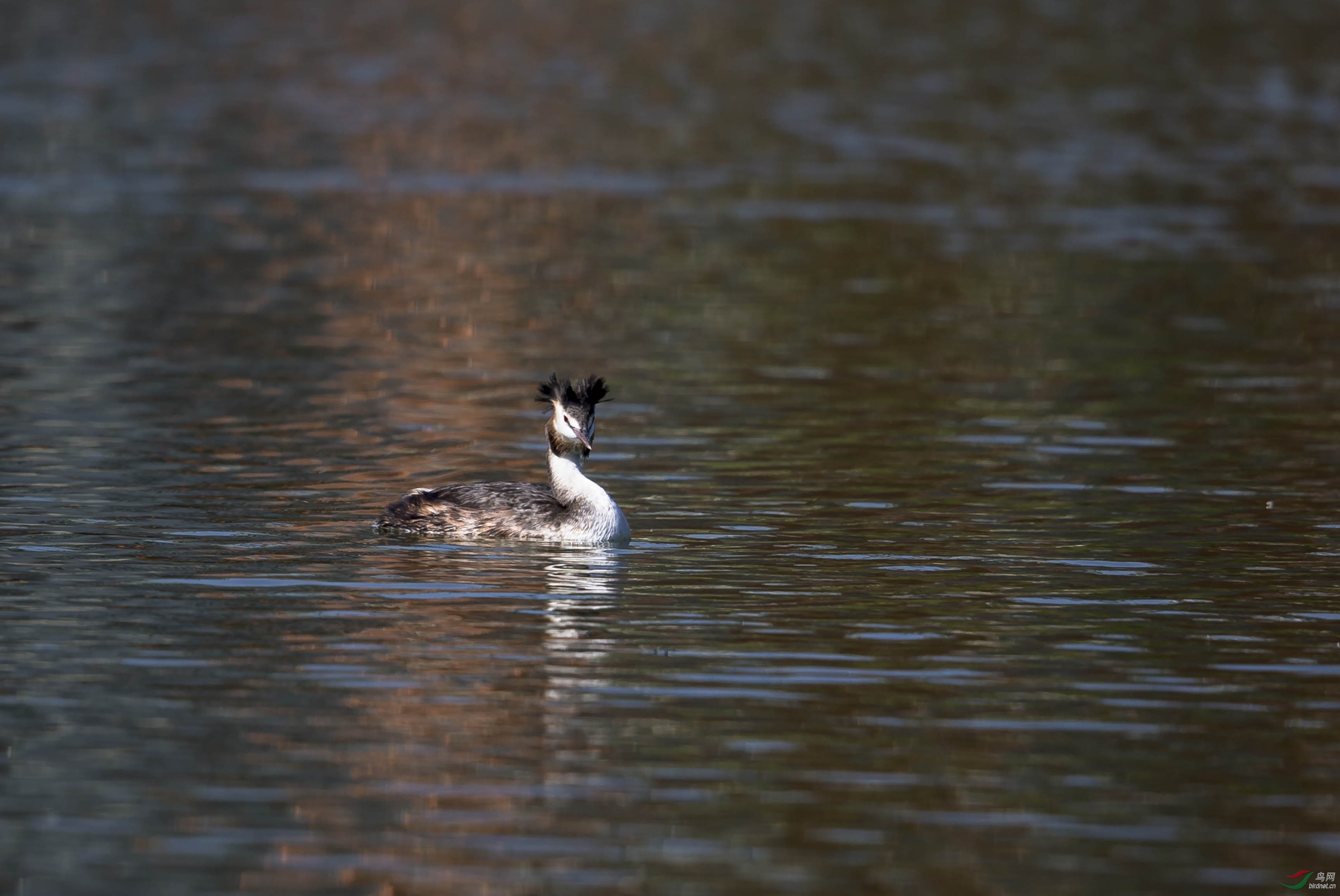 小区湖里的一只精灵
