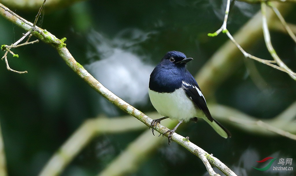 [林鸟] 散步二---鹊鸲