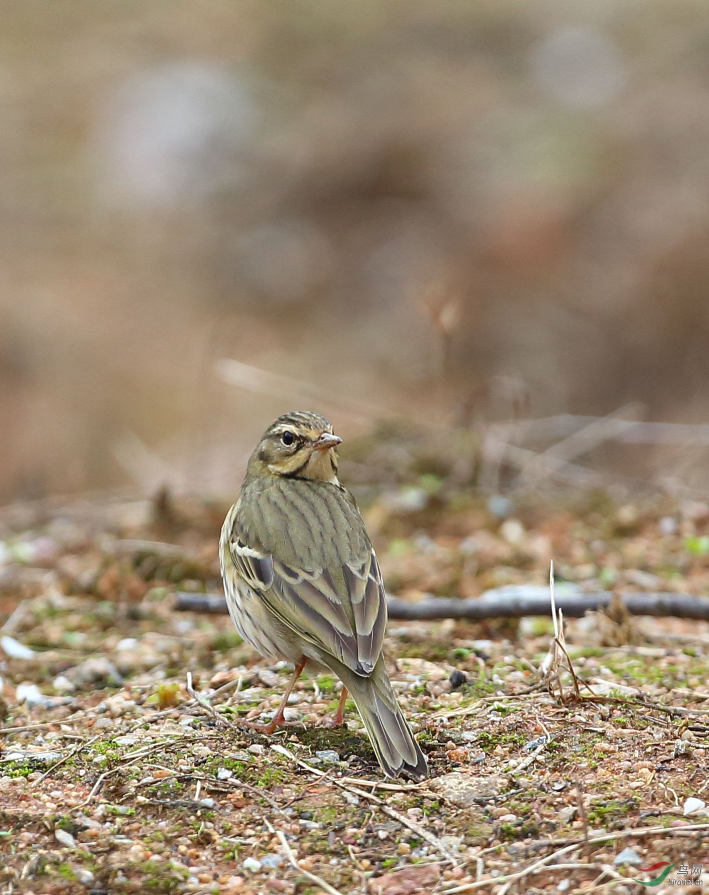 [林鸟] 回头看看---树鹨