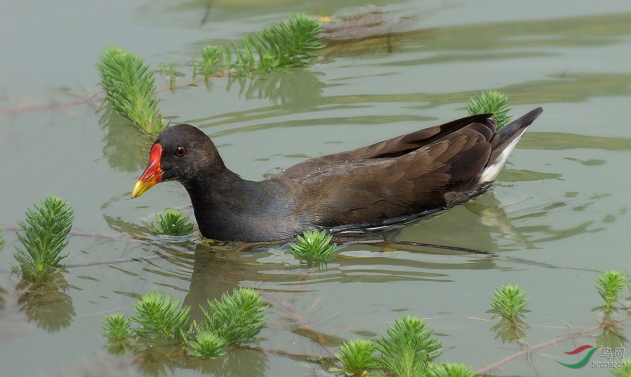 长焦卡片机拍黑水鸡