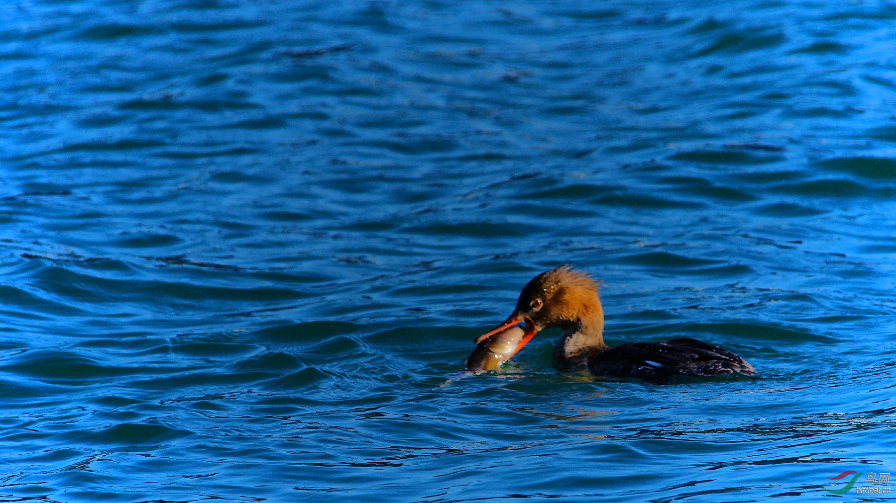 这条乌鱼挺难吃